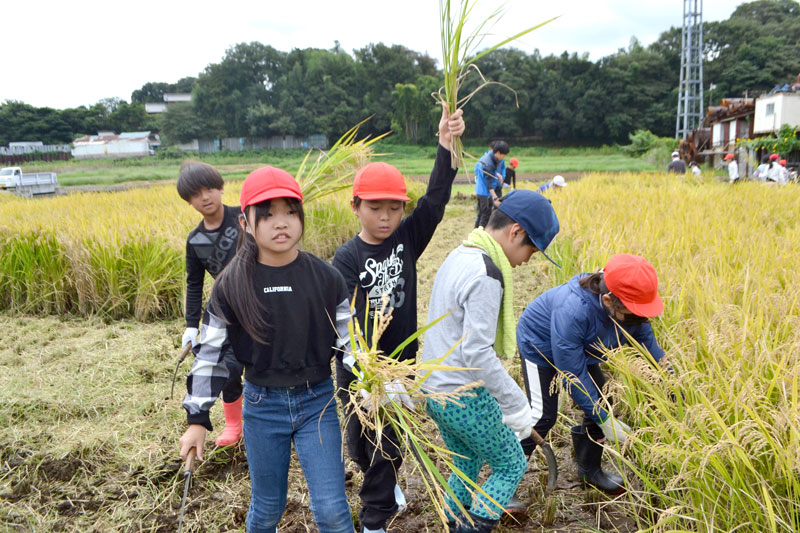 稲を刈り取る高根小の児童たち＝１２日、船橋市