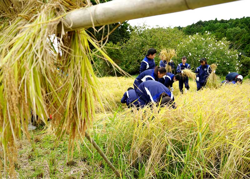 小田掛けした稲束が並ぶ田んぼで稲刈りをする中学生＝勝浦市