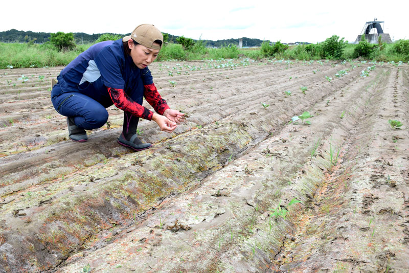 浸水したキャベツ畑で被害状況を説明する島田さん＝２１日午後、茂原市