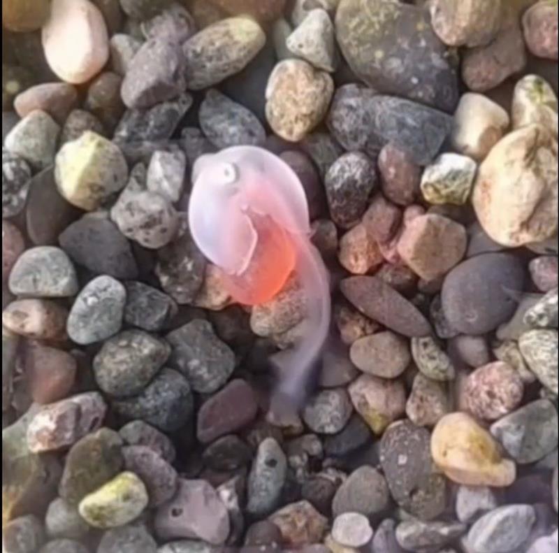 「瑞沢川に鮭の稚魚を放流する会」が作成した動画の一場面。鮭がふ化する瞬間などを収録した（同会提供）