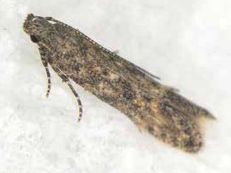 トマトキバガの成虫（農林水産省横浜植物防疫所原図）