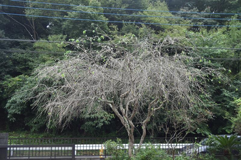 季節外れの花を咲かせたシダレザクラ＝４日、佐倉市