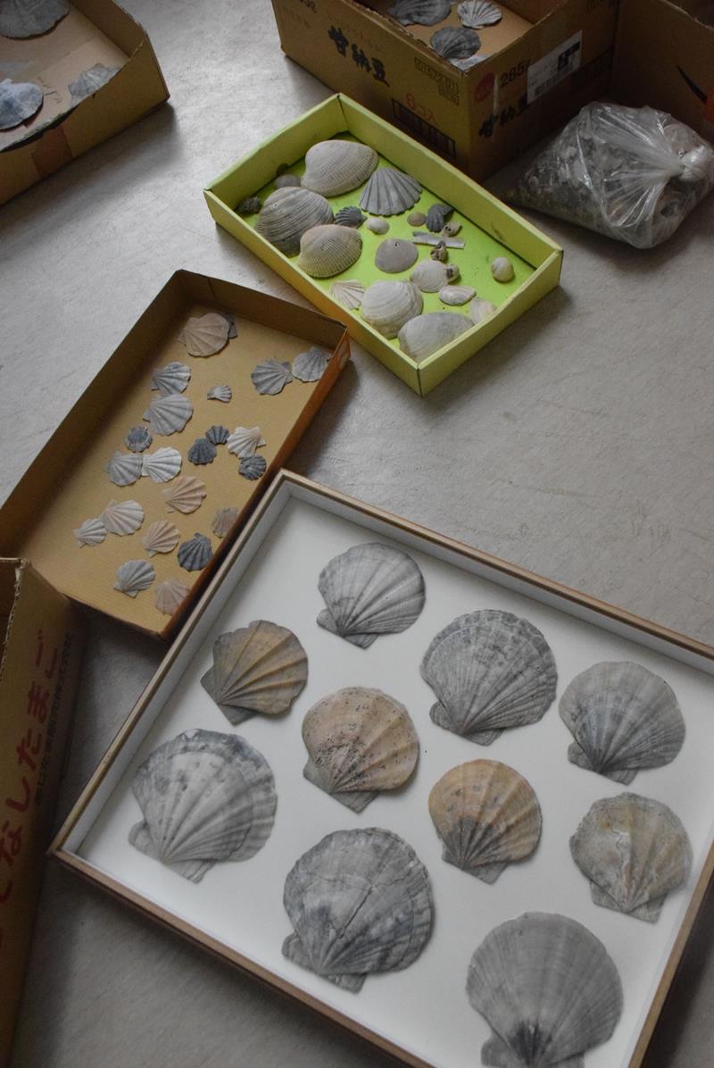 市内で見つかり保存されている貝の化石＝銚子市ジオパーク・芸術センター