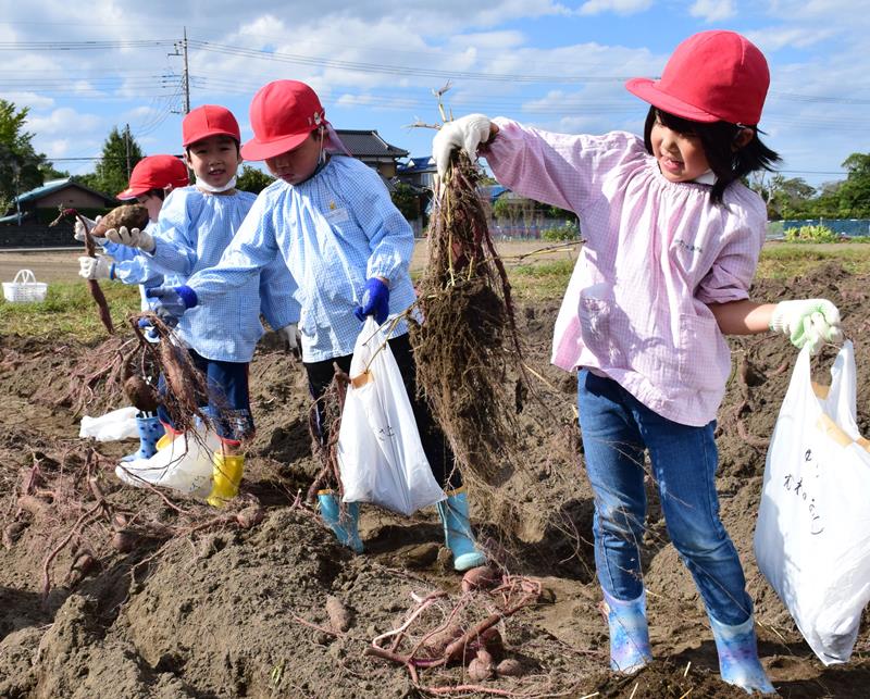 サツマイモを掘り笑顔の園児＝２０日、白子町