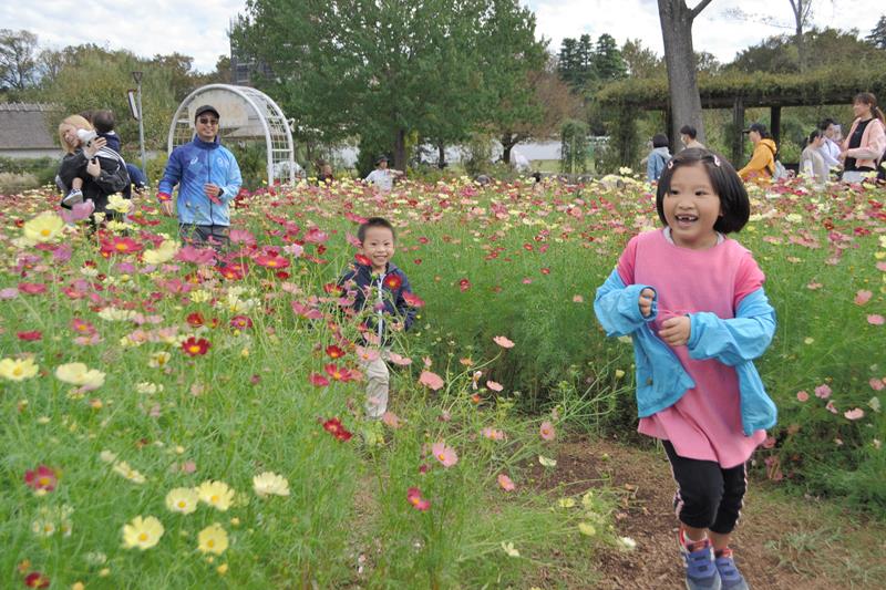 コスモス迷路ではしゃぐ子どもたち＝２２日、船橋市のふなばしアンデルセン公園