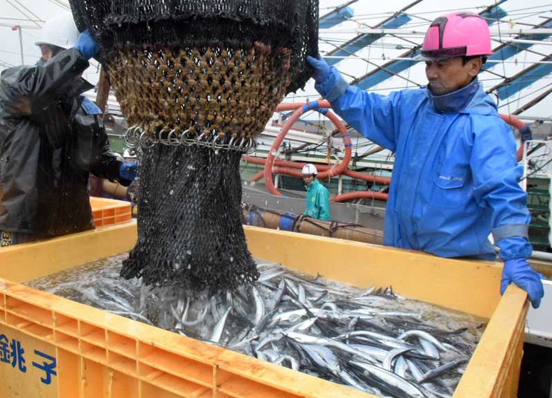 銚子漁港に今年初水揚げとなったサンマ＝１７日午後、銚子市