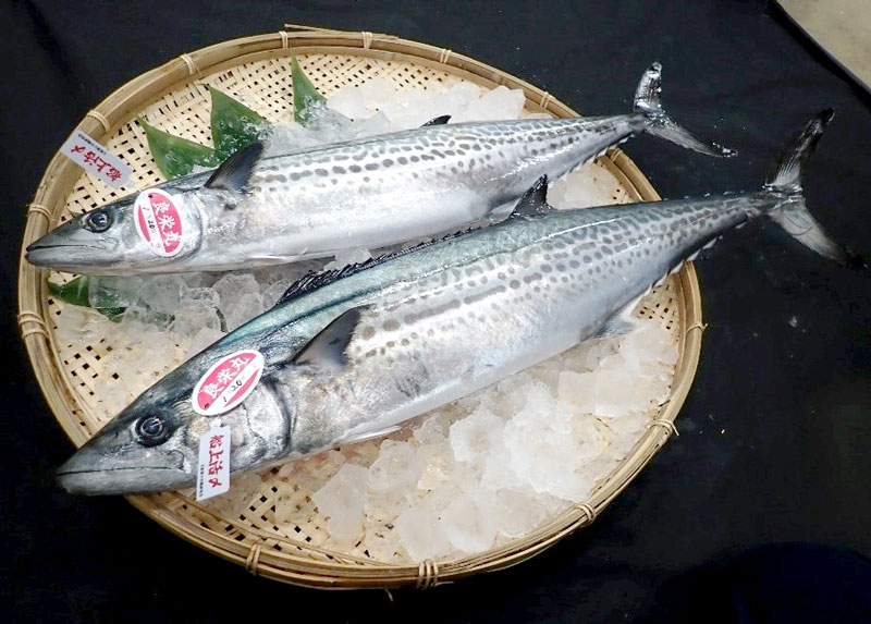 活〆サワラ（県提供）