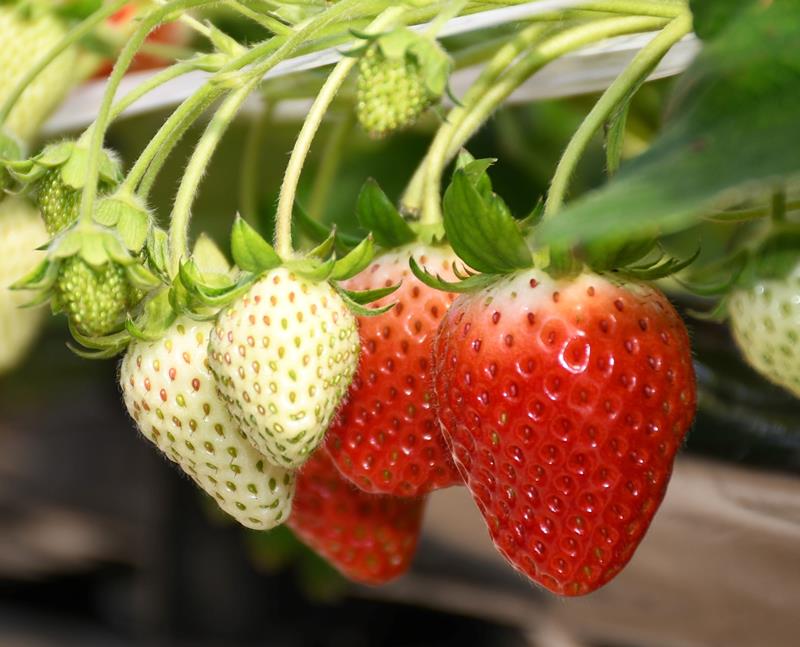 甘くておいしい千葉のイチゴ