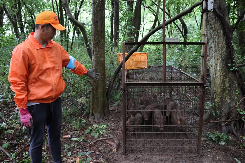 箱わなについて説明する猟友会の男性=6月、千葉市若葉区