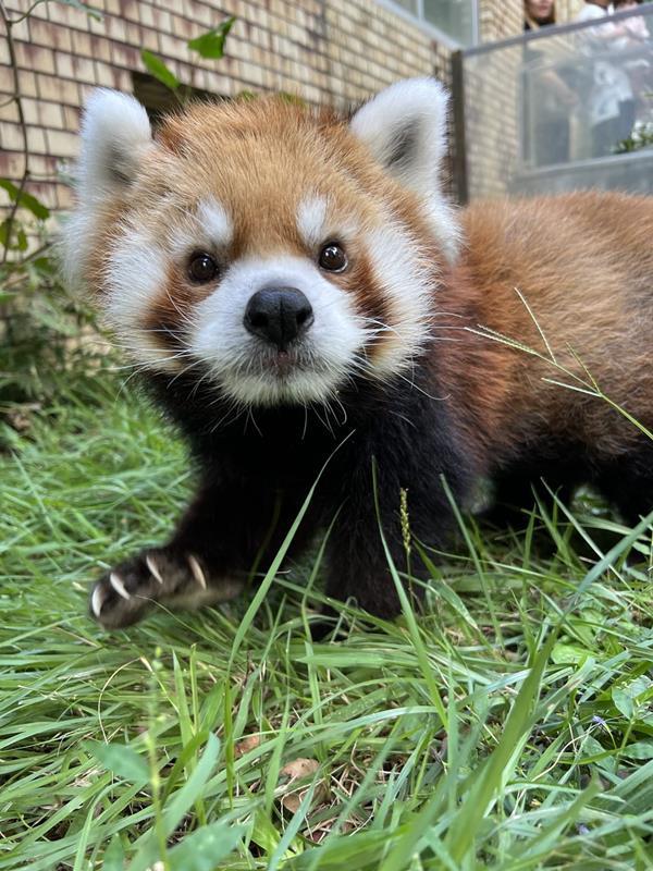 レッサーパンダ風太の子どもで雌の風美（鹿児島市平川動物公園提供）