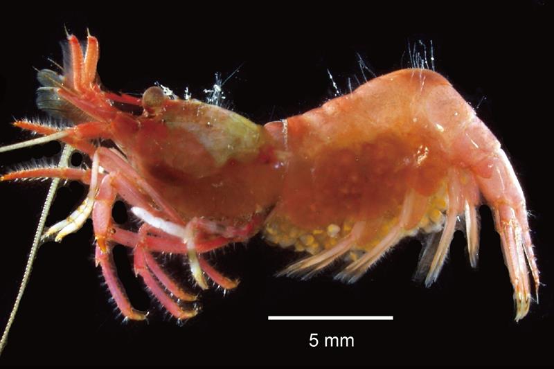 ボウソウトゲツノモエビの抱卵した雌(県立中央博物館提供)