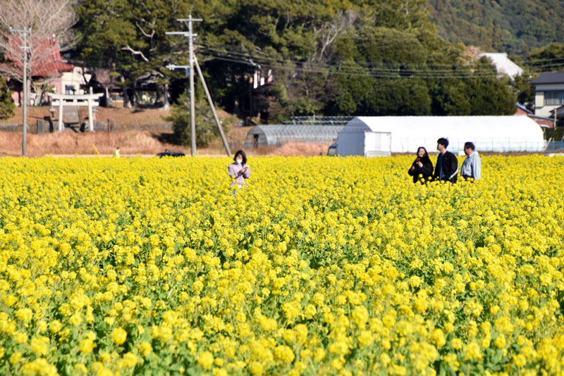 敷地いっぱいに咲き誇る菜の花を楽しめる「菜な畑ロード」=鴨川市