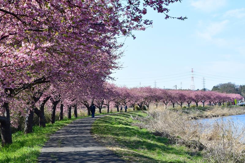 八千代市の新川に沿って咲く河津桜（同市提供）