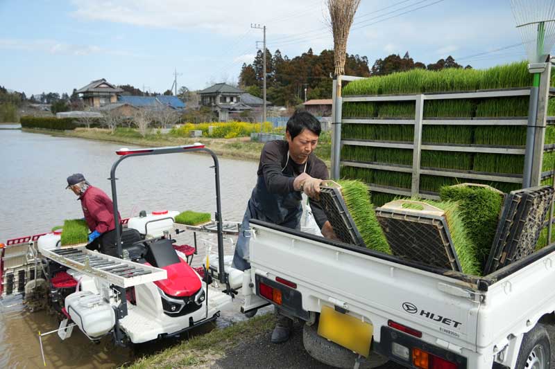 青々とした苗を田植え機に乗せる作業員＝２０日、いすみ市新田野（写真の一部を加工）
