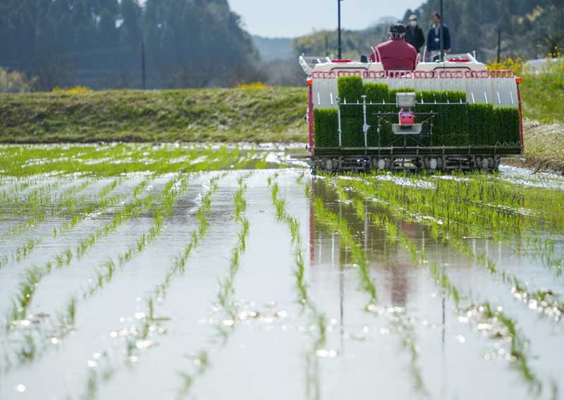 青々とした苗が植えられた田んぼ＝２０日、いすみ市新田野