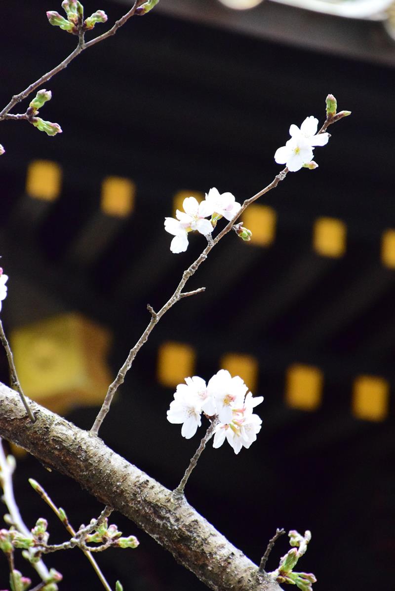 開花した社殿前のソメイヨシノ