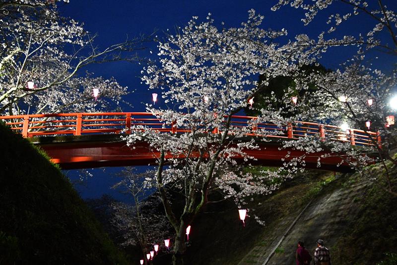 見頃を迎えた小見川城山公園の桜=4日夜、香取市