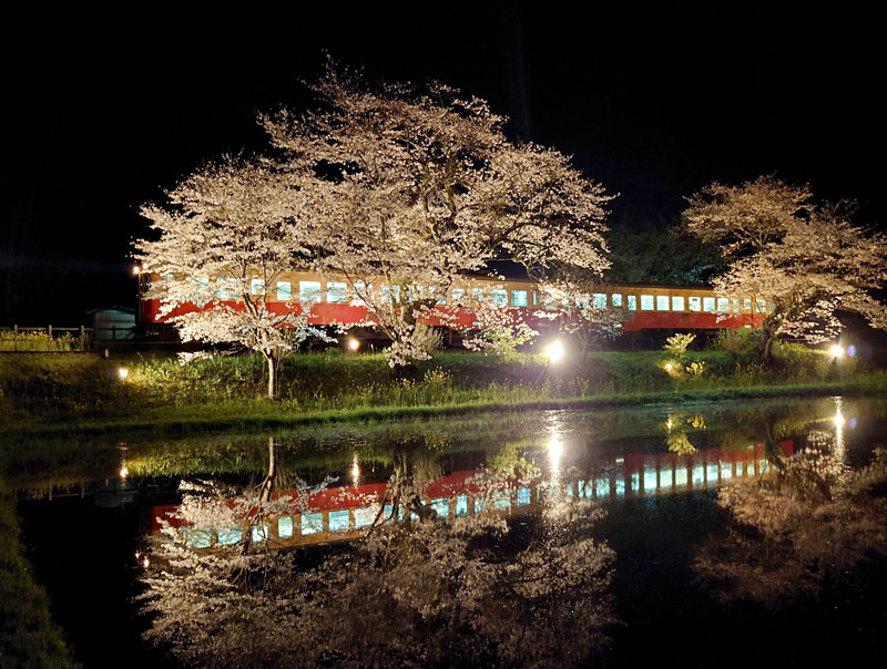 ライトアップされた桜と列車が、田んぼの水面に映り込んだ＝７日夜、市原市の小湊鉄道飯給駅