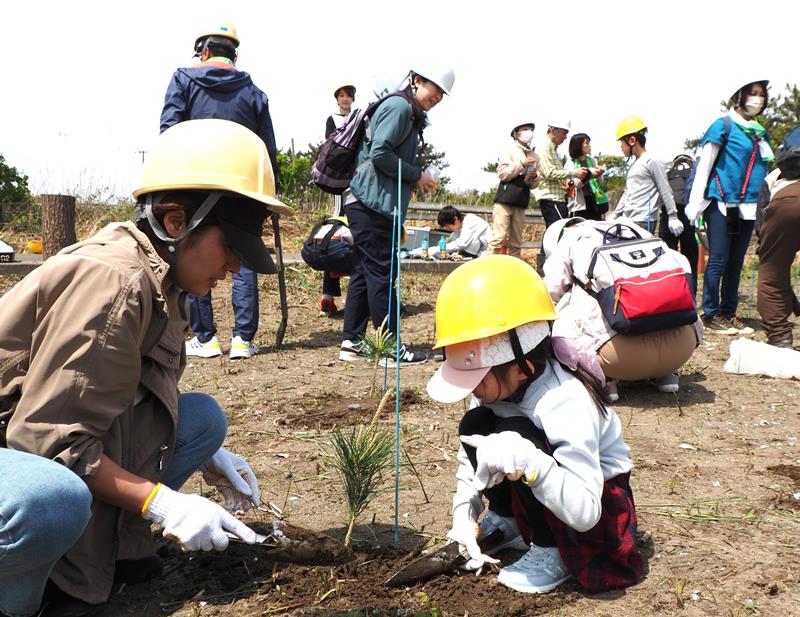 クロマツの苗木を植樹する参加者＝富津市