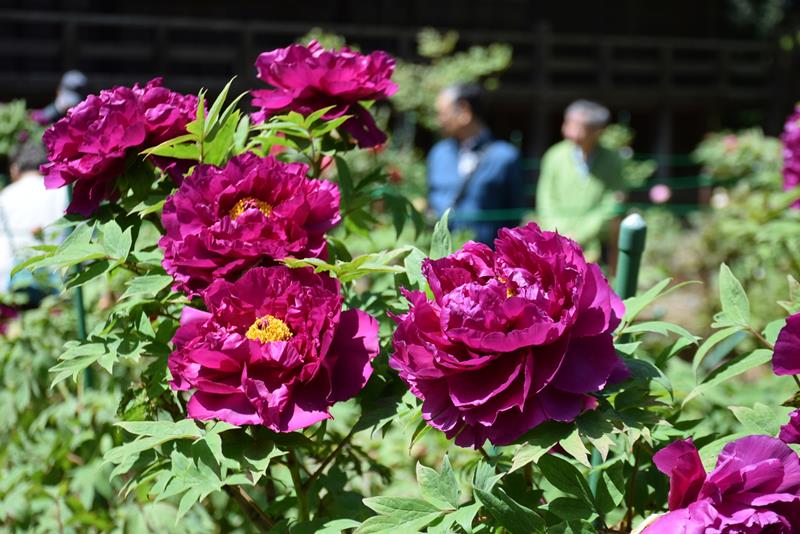 見頃を迎えたボタン園で色鮮やかに咲く花＝１９日、匝瑳市
