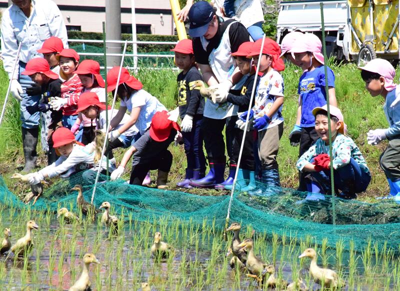 水田にアイガモを放ち笑顔を見せる園児たち=5月10日、長生村