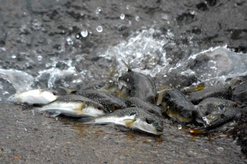 産卵のため防波堤を上るクサフグ。繁殖で海面が泡立ったように白く濁った＝２４日、勝浦市の興津海岸