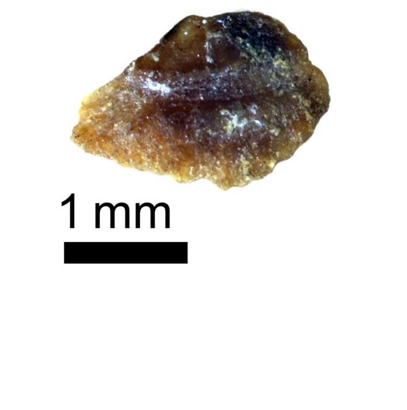 世界で初めて見つかった耳石化石（県立中央博物館提供、撮影：宮田真也）