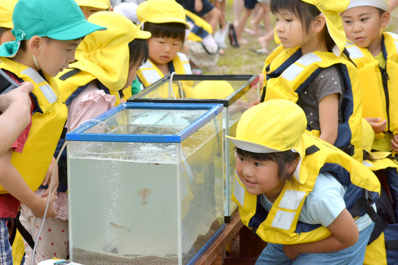 ヒラメの稚魚が入った水槽をのぞき込む園児ら