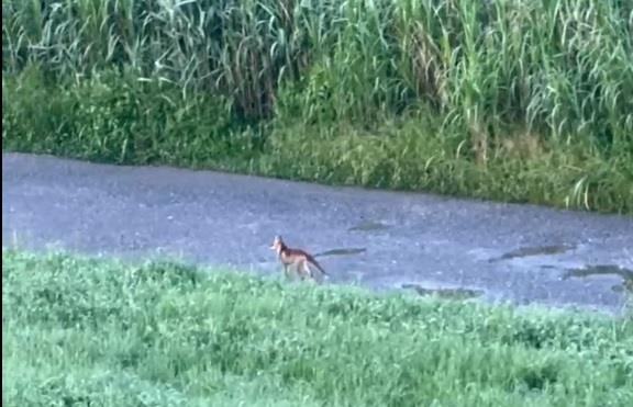 江戸川沿いで発見したキツネのような生き物（栗山さん提供、写真は動画の一部）