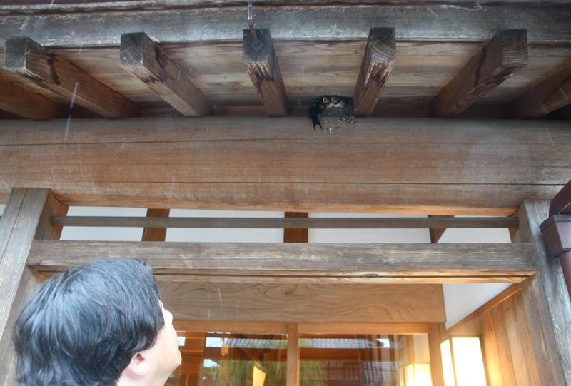 ツバメの子育てを見守る香取さん＝香取市