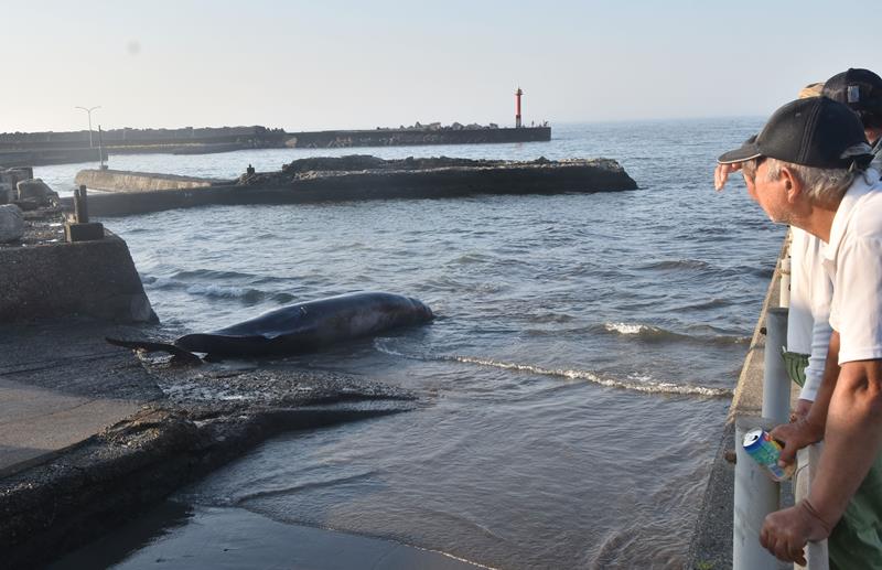 今季初となったツチクジラの水揚げを見守る住民ら