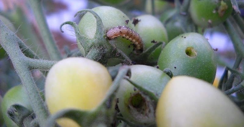 オオタバコガの幼虫に被害を受けたミニトマト(千葉県農林総合研究センター提供)