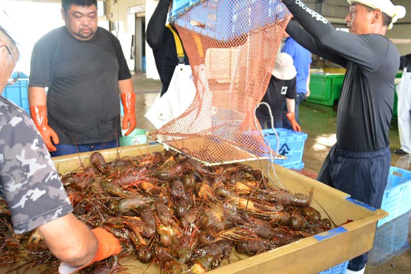初水揚げされた伊勢エビ＝２日、いすみ市大原の夷隅東部漁業協同組合