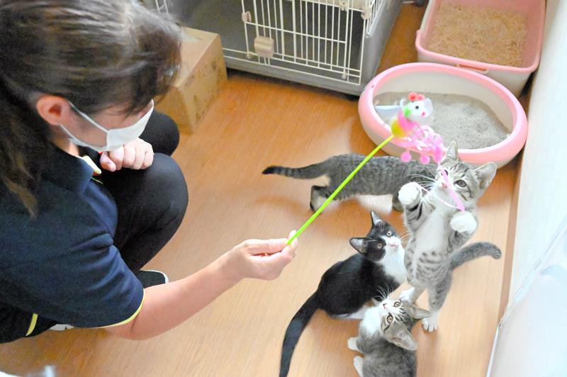 子猫と遊ぶ施設長の宮崎さん