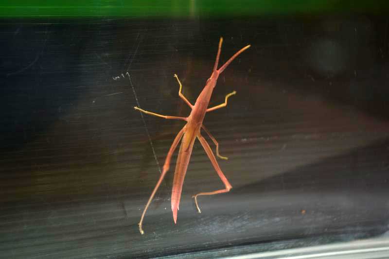 中田さんが飼育するピンクのバッタ