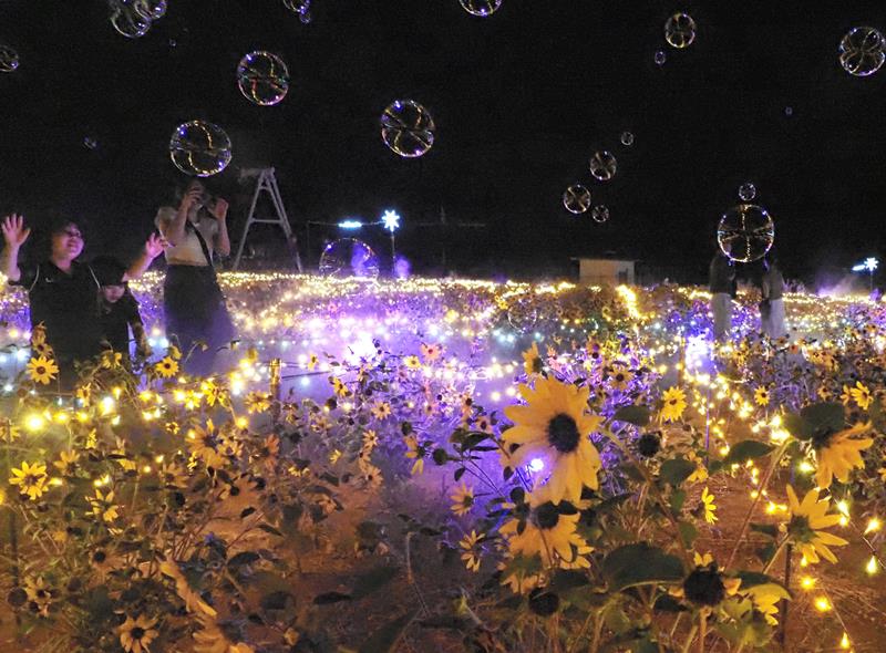 日没後のヒマワリ畑がＬＥＤイルミネーションで彩られ、光輝く幻想的な空間が訪れた人を魅了している＝袖ケ浦市の東京ドイツ村