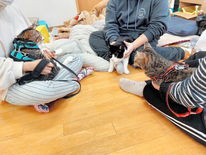 能登半島地震の同室避難先でハーネスをつけて過ごす猫たち（うささん提供）