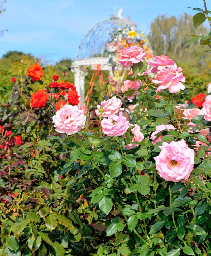 見頃を迎えた秋バラ