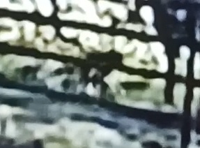 防犯カメラに写ったサル。市街地での目撃情報が相次ぎ、茂原市が注意を呼びかけた＝１０日、同市（茂原ショッピングプラザアスモ提供）