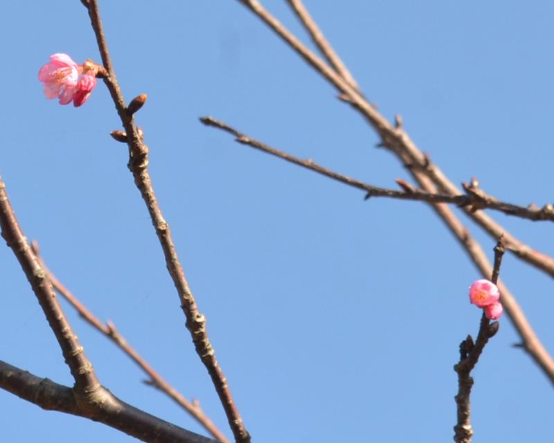 ２輪開花した太東岬の河津桜＝５日、いすみ市