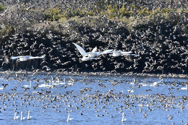 餌場に向けて飛び立つハクチョウ=17日、東庄町