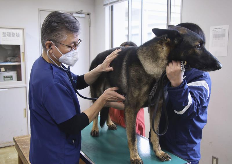 訓練センターで麻薬探知犬の定期健康診断をする獣医師の渡辺言之さん（左）＝２０２４年１１月、成田市（共同）