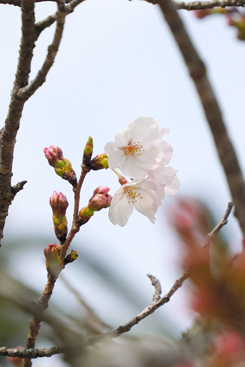 「開花」が確認されたソメイヨシノの標本木＝２７日、銚子市