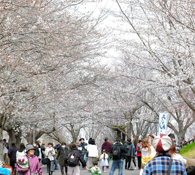 美しく咲いた桜を目当てに多くの花見客でにぎわう成田市さくらの山＝３０日