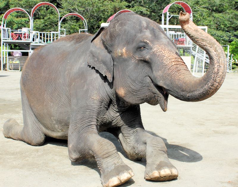 2月25日に死んだランディ(市原ぞうの国提供)