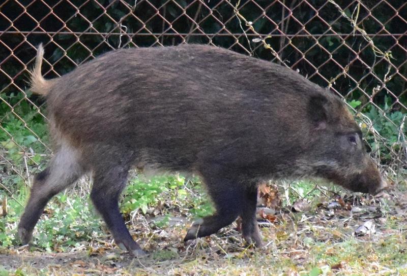 茂原市内に出没したイノシシ