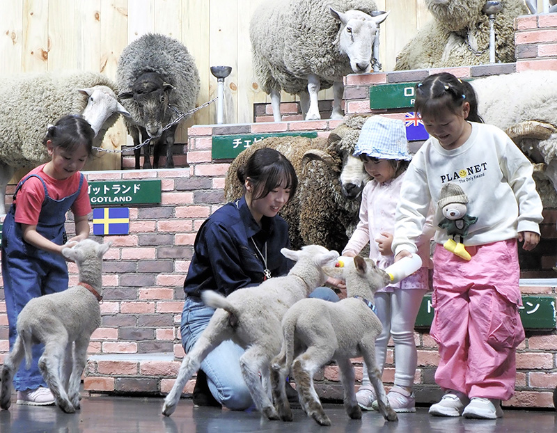マザー牧場で始まったイベント「赤ちゃん羊のミルクタイム」。会場から選ばれた２～４人が哺乳を体験できる＝２１日、富津市