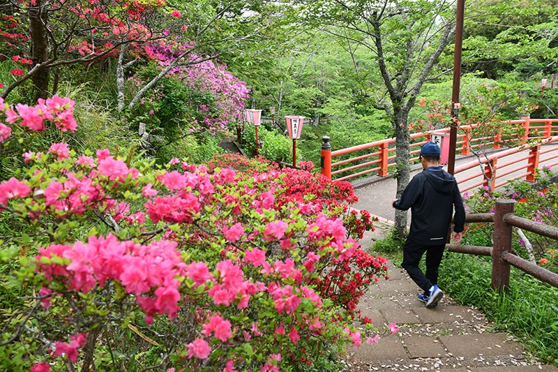 木々に囲まれ、色鮮やかに咲くツツジ＝香取市