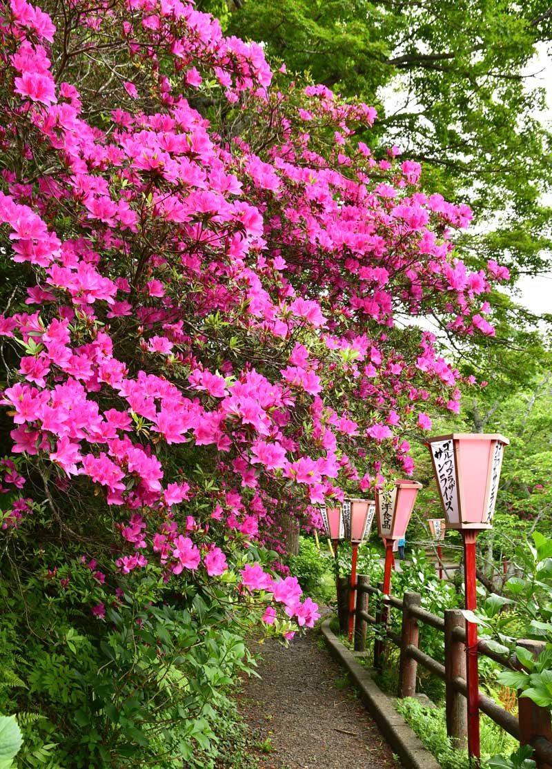 見頃を迎えた小見川城山公園のツツジ＝香取市