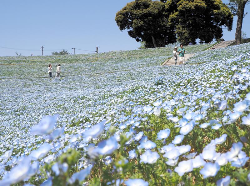 「花の谷」の斜面を青く染めるネモフィラ＝富津市